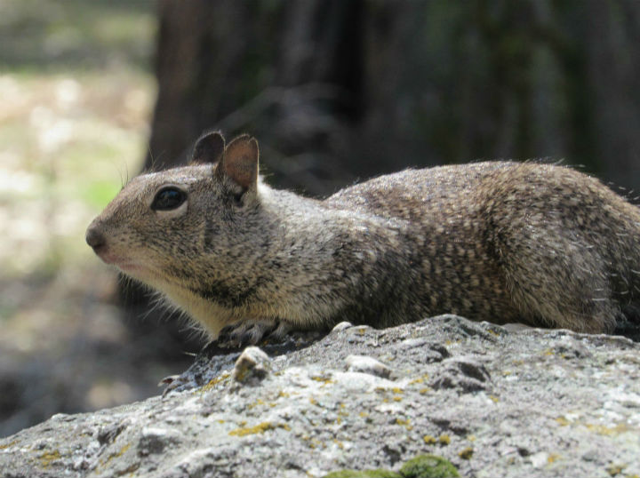 California Ground Squirrel